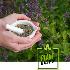 Catnip Tincture Organic Liquid Herbal Drops Natural Mood Sleep 2 OZ Bottle