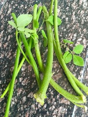 10 Pure MORINGA Stem Oleifera Drumstick Cutting from Tree of Life Stem Organic