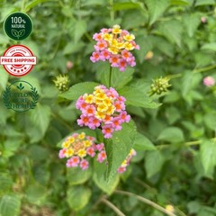 Dried Shrub Verbena Herb Lantana Camara Tea 100% Organic Ceylon Rare Medicinal