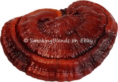 Reishi | Whole Mushrooms | 4 oz | Lingzhi | Ganoderma Lucid | Surfside Naturals