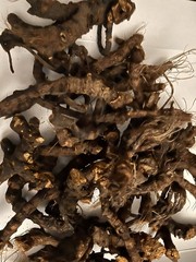 Osha Roots ( Ligusticum porteri )