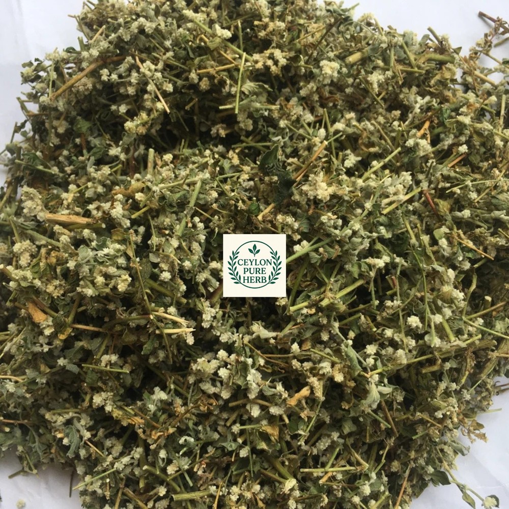 Aerva Lanata Polpala Dried Herbal Tea Organic Kidney Detox Drink Ceylon Remedy