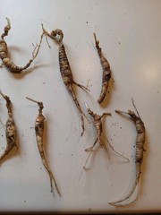 Wild New York Catskill Mountain Region Ginseng Root 28.9 Grams Fresh