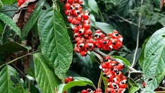 Guarana Powder Amazon Peru Traditional Energy Botanical Vegan