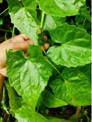 100g Jamaica Guaco Dried Leaves – Mikania Cordifolia Organic Herbal Remedy