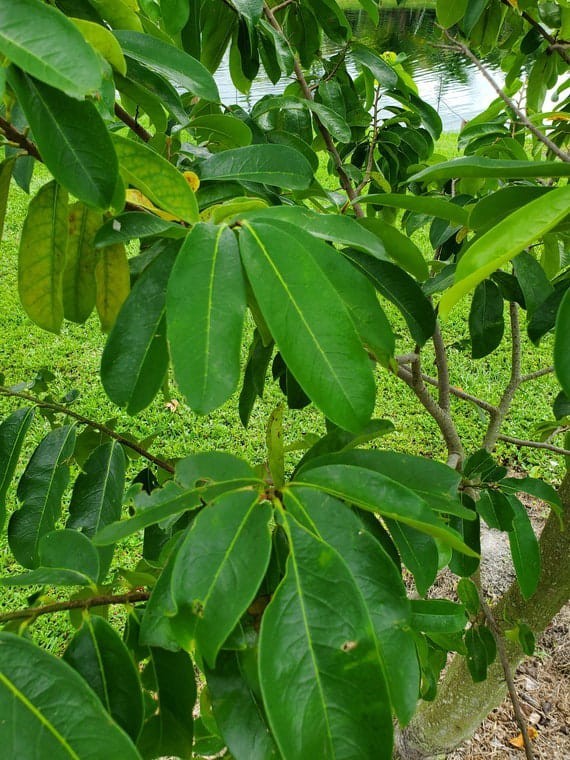 Soursop Leaves, Hojas De Guanabana Leaf, Tea, Graviola Leaves 300+