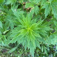 Blue Vervain & Motherwort Tincture, A Soothing Traditional Herbal Extract