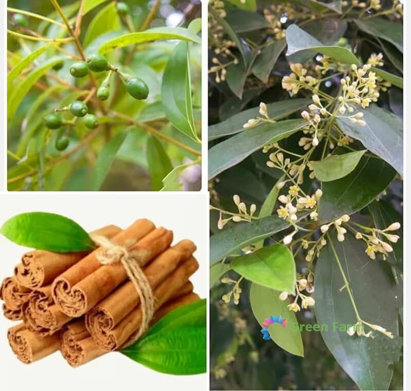 5 Seeds Cinnamomum Verum Zeylanicum True Ceylon Cinnamon Small Evergreen Tree