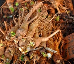blood pressure low – ASTRAGALUS COMPLEX – choice ashwagandha 2B