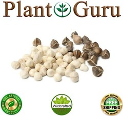 500 Moringa Oleifera Seeds Kernel 4 oz. SHELLED Fresh Organic Semilla De Moringa