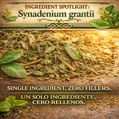 4oz Moronel te de moronel planta/hierba de la vida o hierbas de moronel