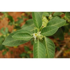 anti inflammation supplements – ASHWAGANDHA EXTRACT – indian gooseberries 1BOTTL