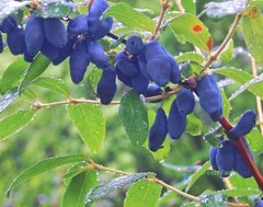 50 Seeds Blueberry Lonicera Caerulea Fruit Home Garden Plant Haskap Honeyberry