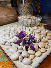 100 Seeds Organic Mucuna Beans Mucuna Pruriens For Growing And Food