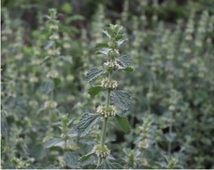 Horehound Herb or Powder 1/4/8oz – Natural Lung & Throat Support