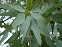 ORGANIC Herbal Loose Dried EUCALYPTUS LEAF,Cold,Flu,Congestion, Natural No GMO