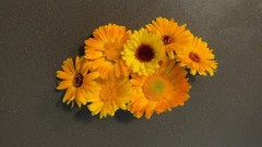 Dried Calendula