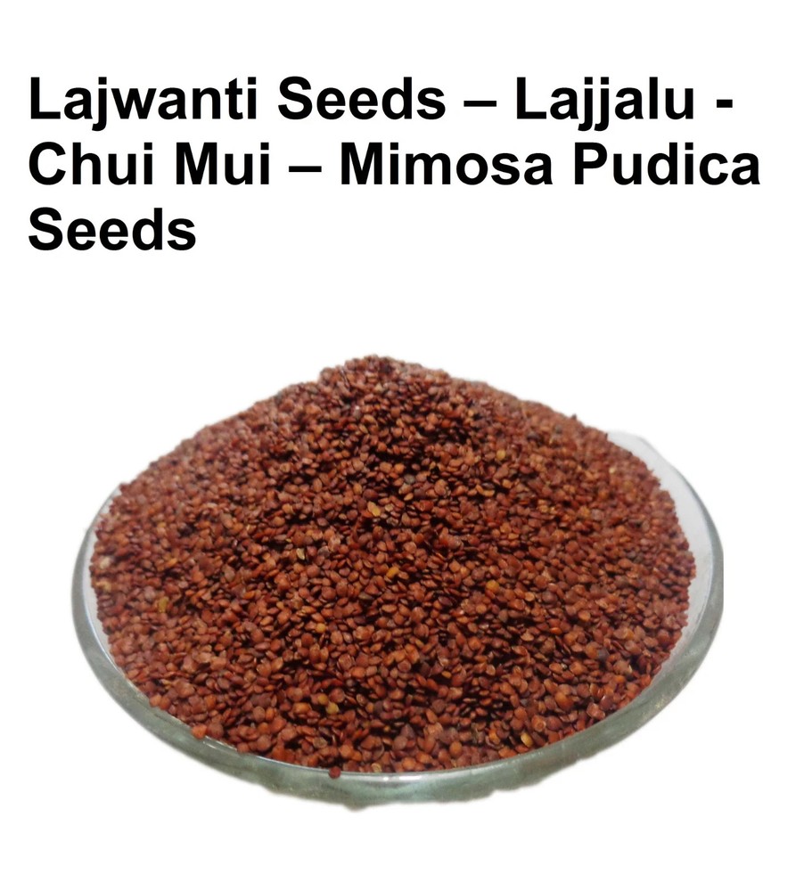Lajwanti Seeds – Lajjalu – Chui Mui – Mimosa Pudica Seeds , 100% Herbal & Pure