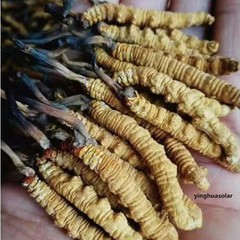 NON-GMO Organic Whole Wild Tibet Cordyceps Superfood 2pcs Cordyceps Sinensis