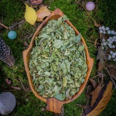 Calea Zacatechichi DREAM HERB *Organic* 4 oz