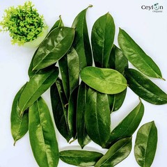 Soursop Leaves Dried Natural Graviola Herbal Organic Tea Premium Whole Leaves+++