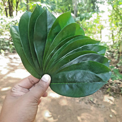 400+ ORGANIC Dried Soursop Leaves Herbal Tea Annona Hojas De Guanabana Graviola