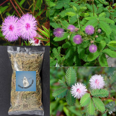 Mimosa Plant Dried Pudica Sensitive Organic Leaves Herbal Nidikumba Root.