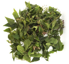 Dried Mexican Dream Herb Calea Zacatechichi Lucid Herbal Organic Tea Leaves