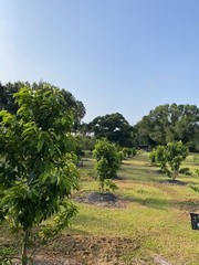 SOURSOP/GUANABANA LEAVES FOR TEA: FRESH PICK & READY TO SHIP (FLORIDA)