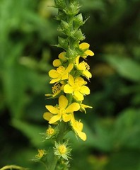 Agrimony Herbal Tea 1.8 oz (50 g) by Salem Botanicals