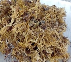 Wholesale Jamaican Saint Lucia SEAMOSS AND HERBS 100% Wildcrafted 100% Organic