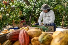 Raw Cacao / Cocoa Nibs 100% Pure Kosher 1 lb. Raw Chocolate Arriba Nacional Bean