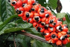 GUARANA Powder Seed Berry 4oz 8oz 12oz 16oz 1lb 24oz 32oz 2lb 4lb – Paje brand