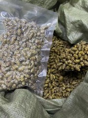顶級铁皮石斛 Top Grade Dendrobium Officinale 铁皮石斛/霍山石斛 Free Shipping-USA Wholesale
