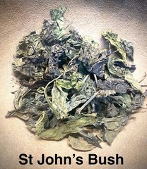 Justicia Secunda dried leaves 1.5oz (St. John’s Bush, Blood root)