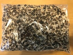 10 or More Organic Moringa Oleifera Seeds