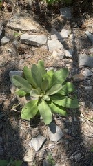 Dried Mullein