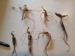 Wild New York Catskill Mountain Region Ginseng Root 29 Grams Fresh