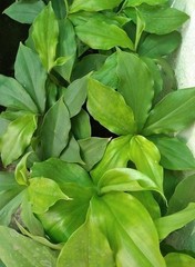Natural Insulin Plant Leaves Capsules (600mg) Organic Herbal Costus Igneus Pure