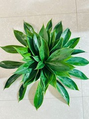 Insulin Plant Leaves (Costus igneus) – Fresh Herbal Leaves – Natural Ayurvedic