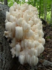 LION’S MANE Extract brain cell mood nootropic NGF skin ORGANIC FOLK TINCTURE ~