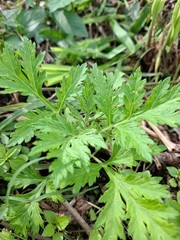 Daun Baru Cina (Artemisia vulgaris) Mugwort Dried