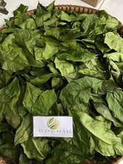 Daun Melinjo (Gnetum gnemon) Spanish Joint Fir Dried Leaves
