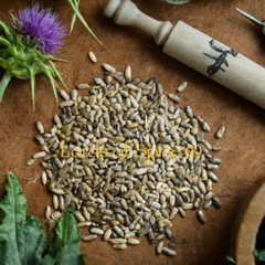 Organic Milk Thistle Seed Whole~ Silybum Marianum ~ 100% Pure – USA Grown