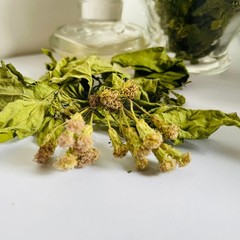 Calea Zacatechichi Mexican Dream Herb 100% Organic Pure Dried Leaves Lucid Dream