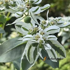 100 Seeds Euphorbia Marginata Snow On The Mountain Variegated Spurge Small Plant