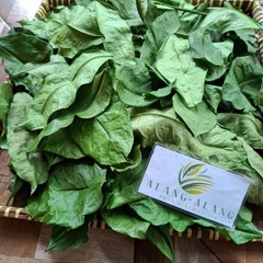 Daun Melinjo (Gnetum gnemon) Spanish Joint Fir Dried Leaves