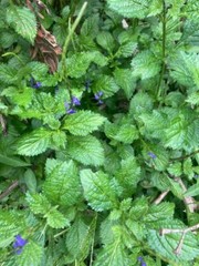 Dried Organic Blue Vervain Herb Leaves Blue Potterweed Jamaican 100g
