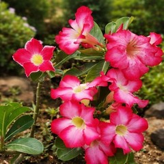 5 Desert Rose Seeds Mixed colors Adenium obesum Houseplant FREE SHIPPING
