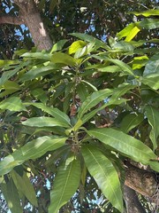ORGANIC 50 Mango Leaves Fresh Florida 100% Natural Mango Leaves Organic